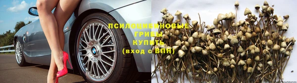 прущие грибы Пестово